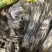棋楠沉香原材料、可以用来做棋楠串料，都是高货99沉