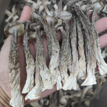 厂家直销精品鹿茸菇干货AAA货B货品质保障