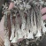厂家直销精品鹿茸菇干货AAA货B货品质保障
