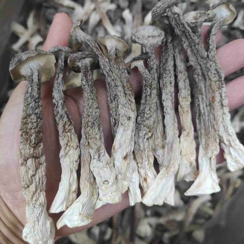 厂家直销精品鹿茸菇干货AAA货B货品质保障