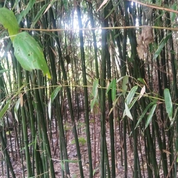 绿化竹子