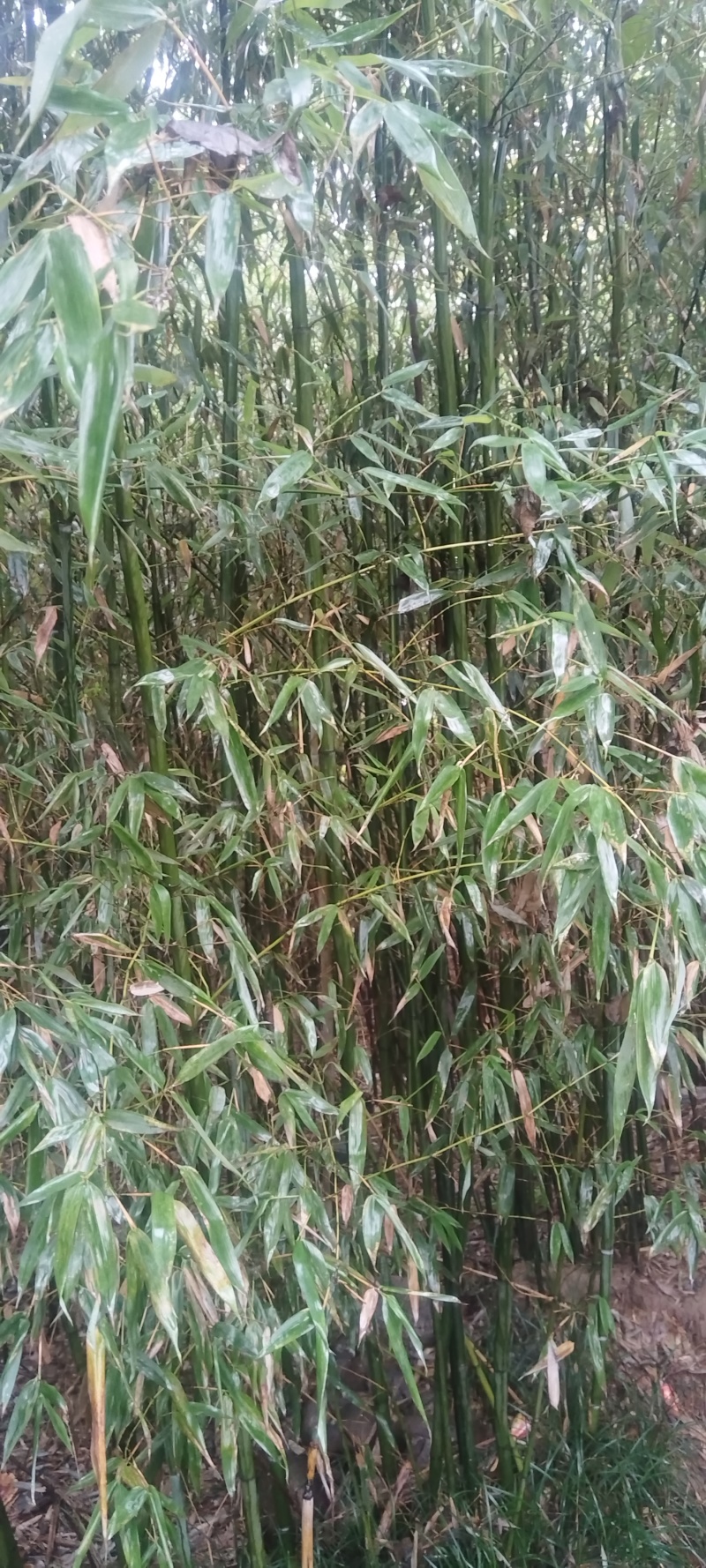 绿化竹子