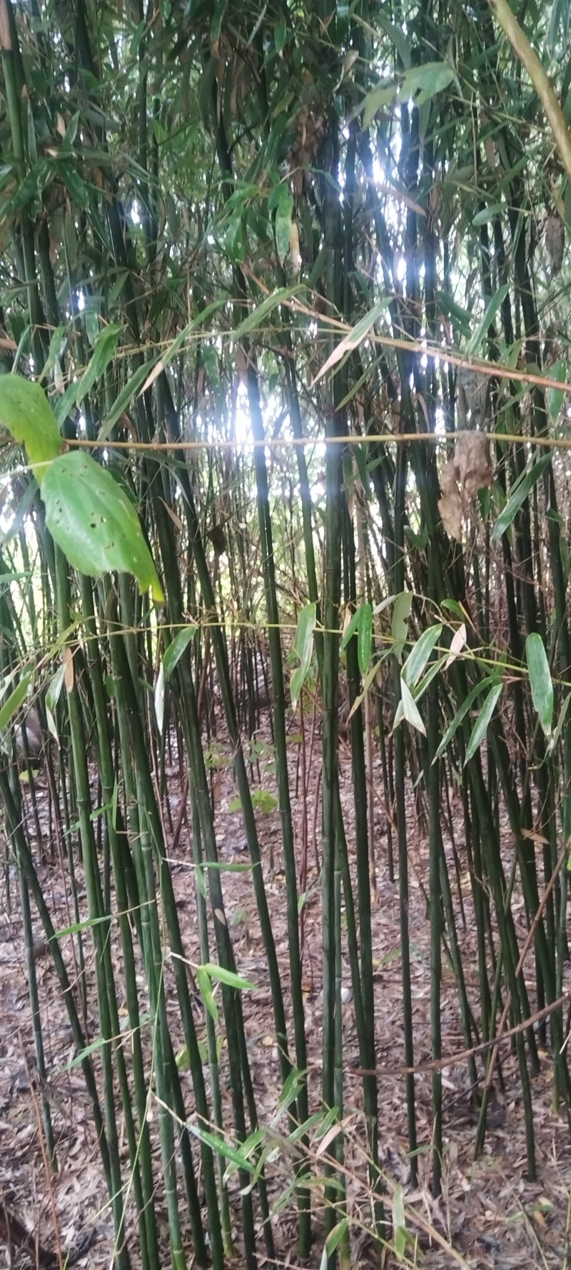 绿化竹子