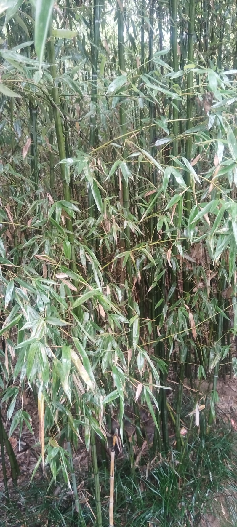 绿化竹子