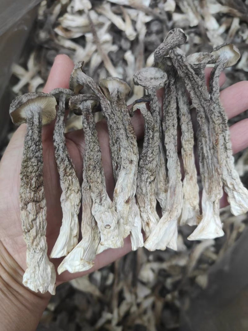 厂家直销精品鹿茸菇干货AAA货B货品质保障