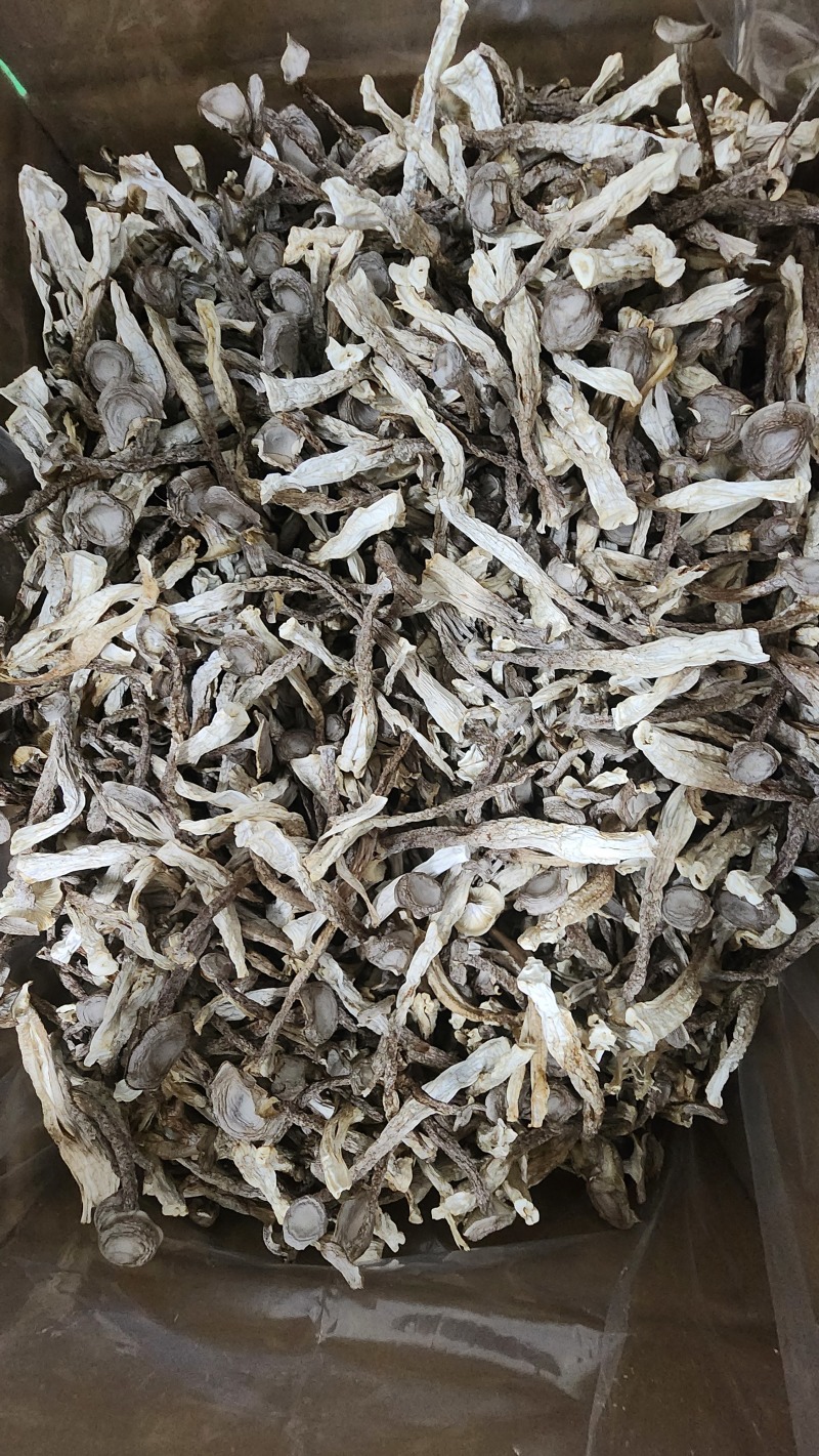 厂家直销精品鹿茸菇干货AAA货B货品质保障