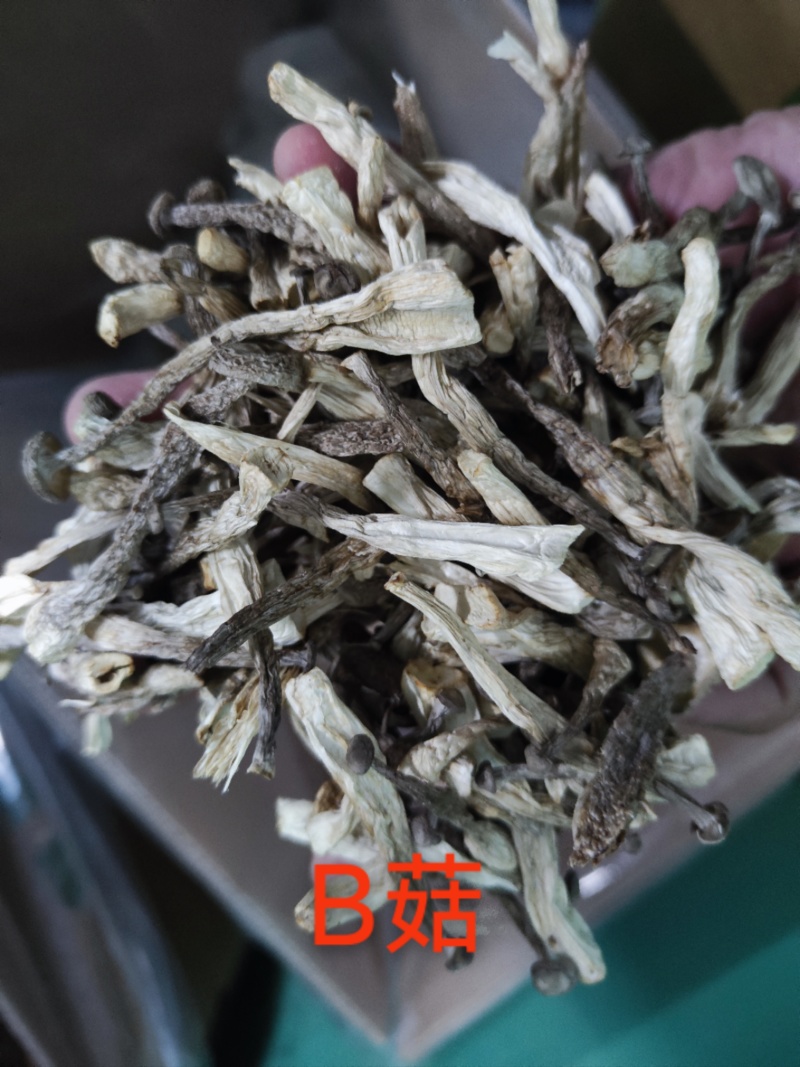 厂家直销精品鹿茸菇干货AAA货B货品质保障