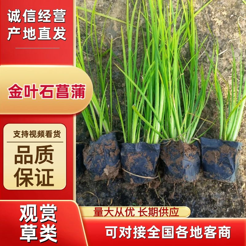 金叶石菖蒲观赏草绿化用苗基地自产自销量大价优