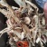 厂家直销精品鹿茸菇干货AAA货B货品质保障