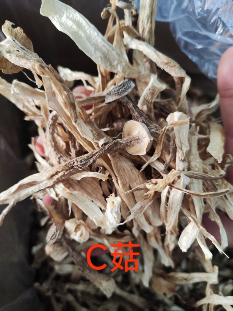厂家直销精品鹿茸菇干货AAA货B货品质保障