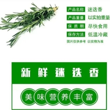 迷迭香棒棒糖小苗大苗上市中基地支持一件代发