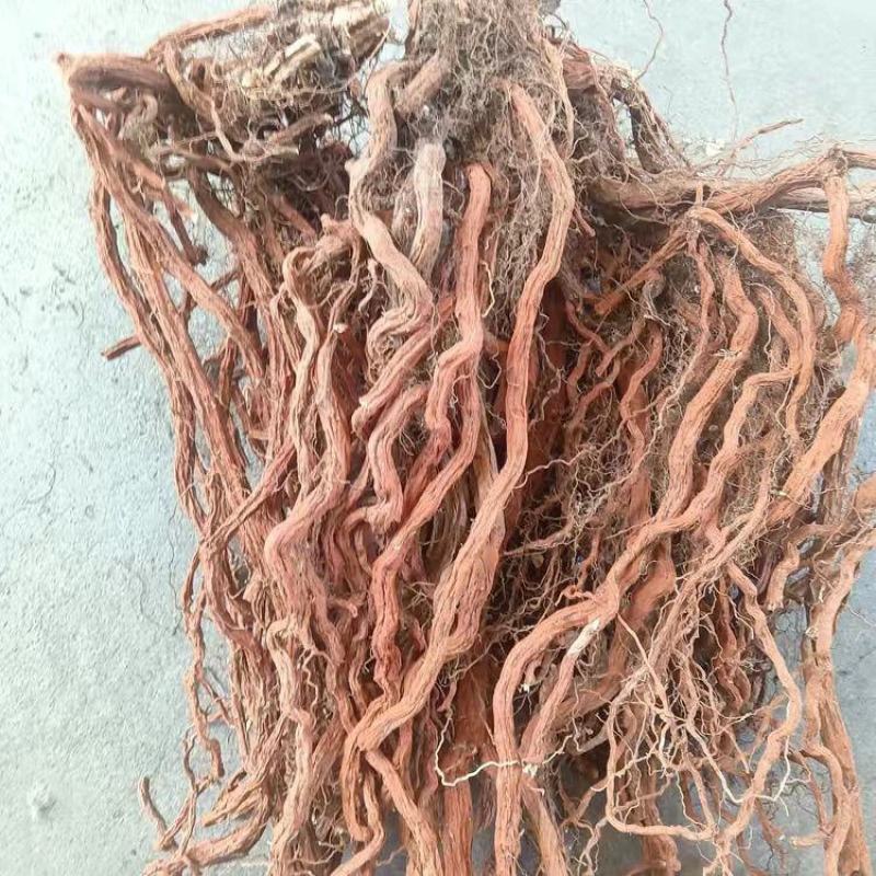 沂蒙山丹参种植基地精品通货可挑选