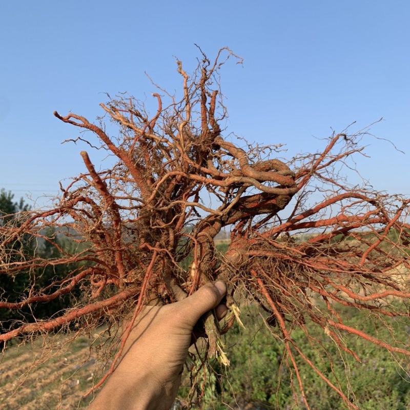沂蒙山丹参种植基地精品通货可挑选