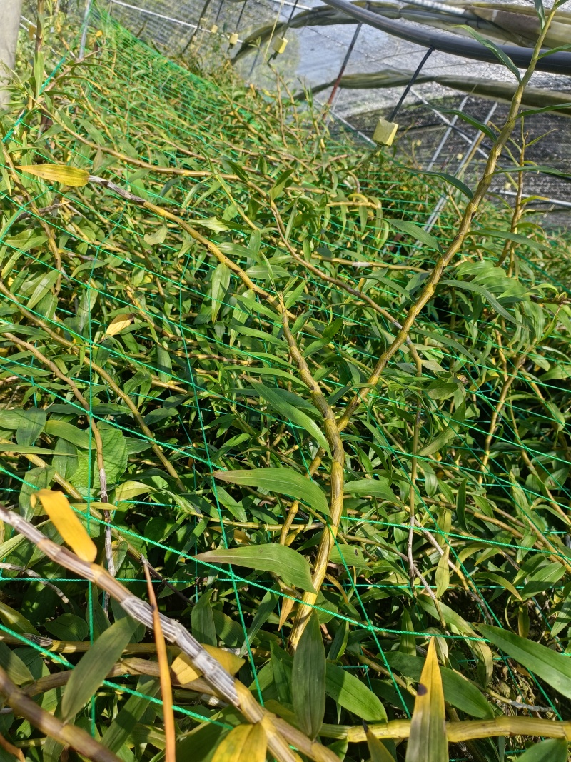 云南龙陵紫皮石斛鲜条肉质饱满粗壮