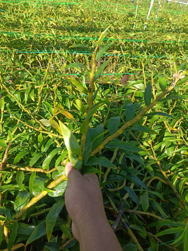 云南龙陵紫皮石斛鲜条肉质饱满粗壮