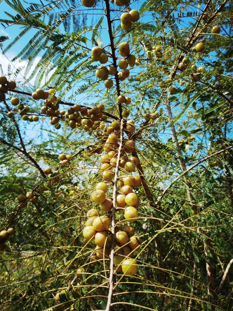 滇南野果橄榄油甘果余甘子大量出售