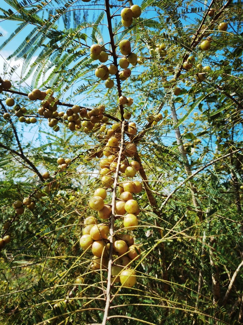 滇南野果橄榄油甘果余甘子大量出售