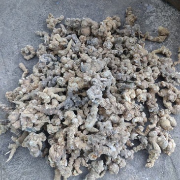 云南高产高含量三七白三七干货