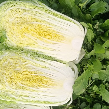 精品大白菜大量上市货源充足，价格不高有需要老板