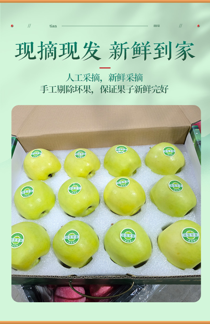 【一件代发】瑞雪苹果公司福利茉莉花香苹果高端国货之光