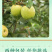 【一件代发】瑞雪苹果公司福利茉莉花香苹果高端国货之光