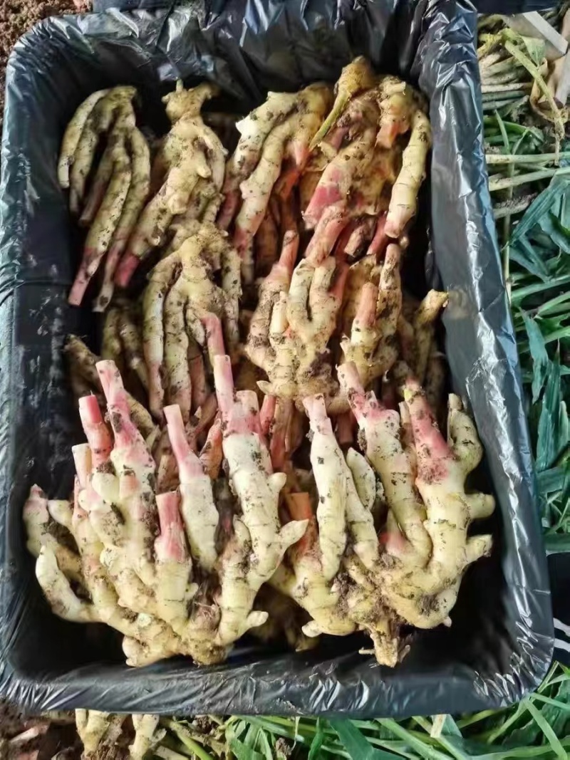红牙仔姜大量有货，现挖现发，保证新鲜，全国发货
