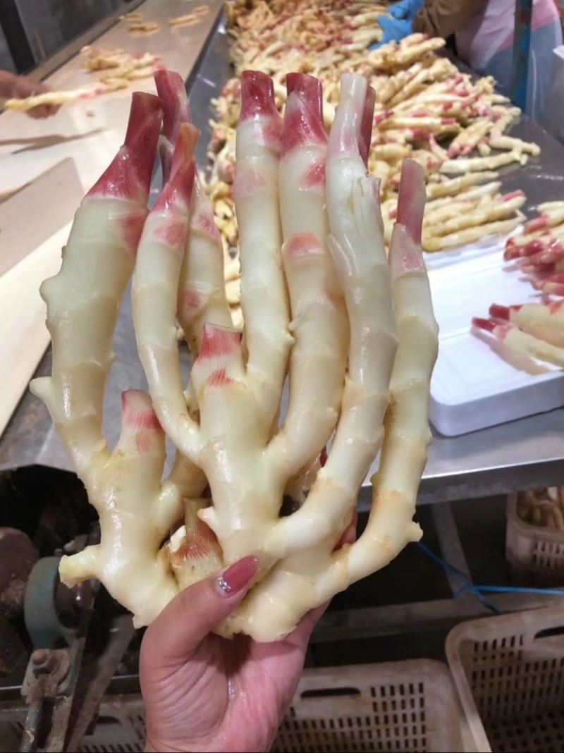 红牙仔姜大量有货，现挖现发，保证新鲜，全国发货