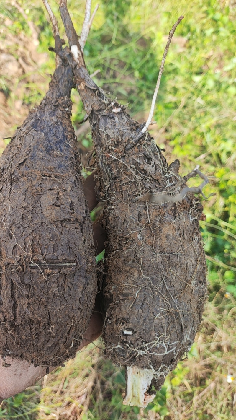入地老鼠，入地老鼠种子，自己种植，生产，质量好