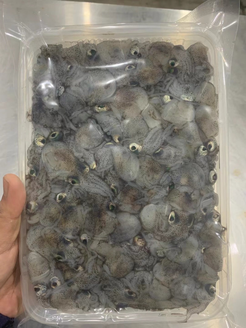 墨斗，墨斗鱼，海墨斗，墨斗，墨斗，墨斗，
