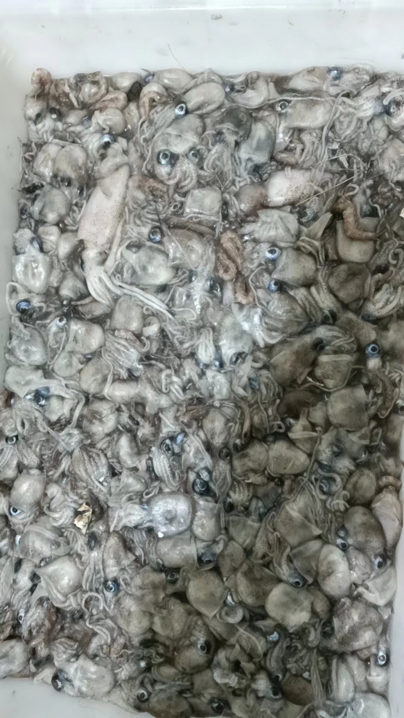 墨斗，墨斗鱼，海墨斗，墨斗，墨斗，墨斗，