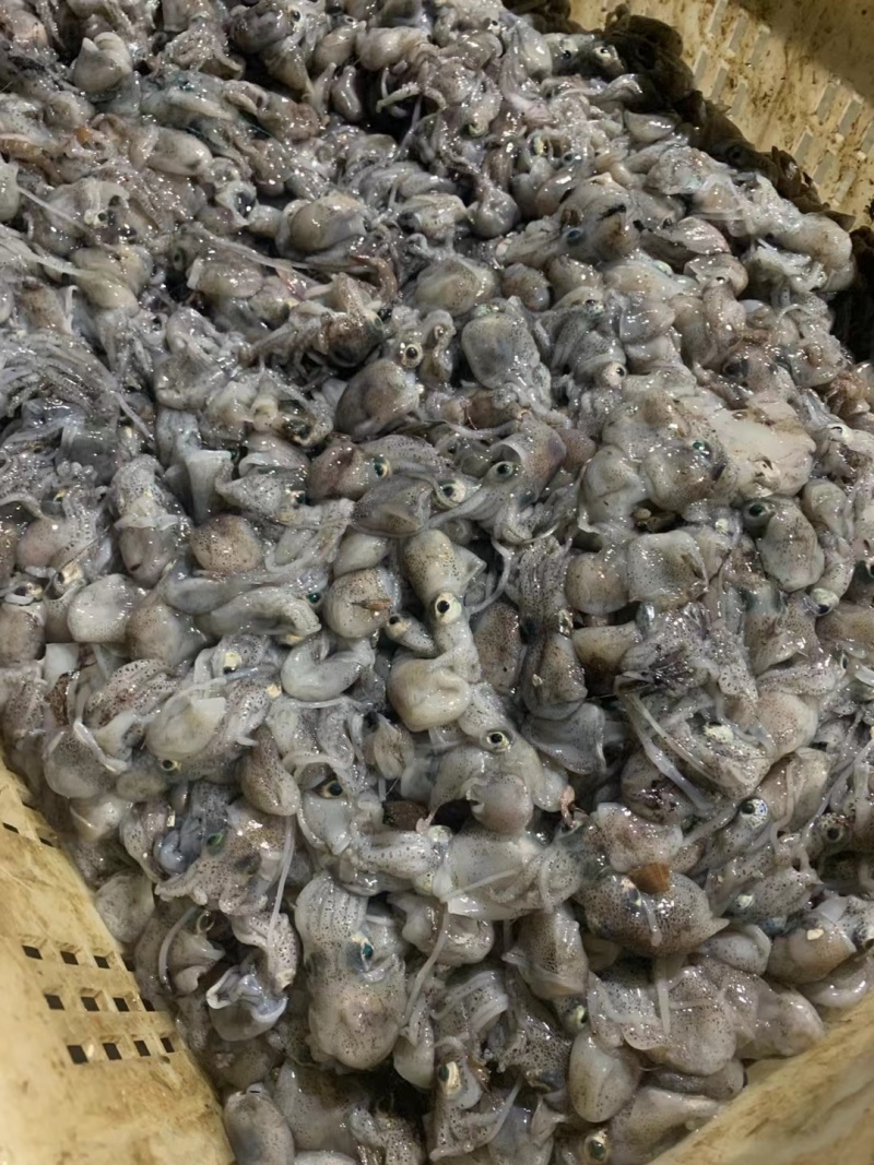 墨斗，墨斗鱼，海墨斗，墨斗，墨斗，墨斗，