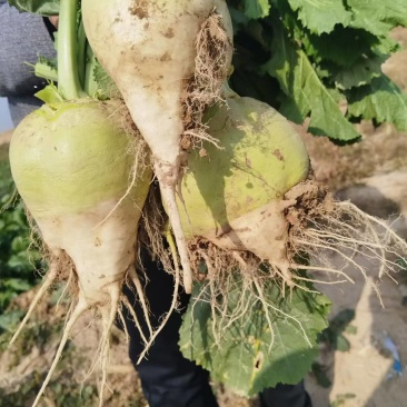 芥菜疙瘩，有货了，价格**美丽
