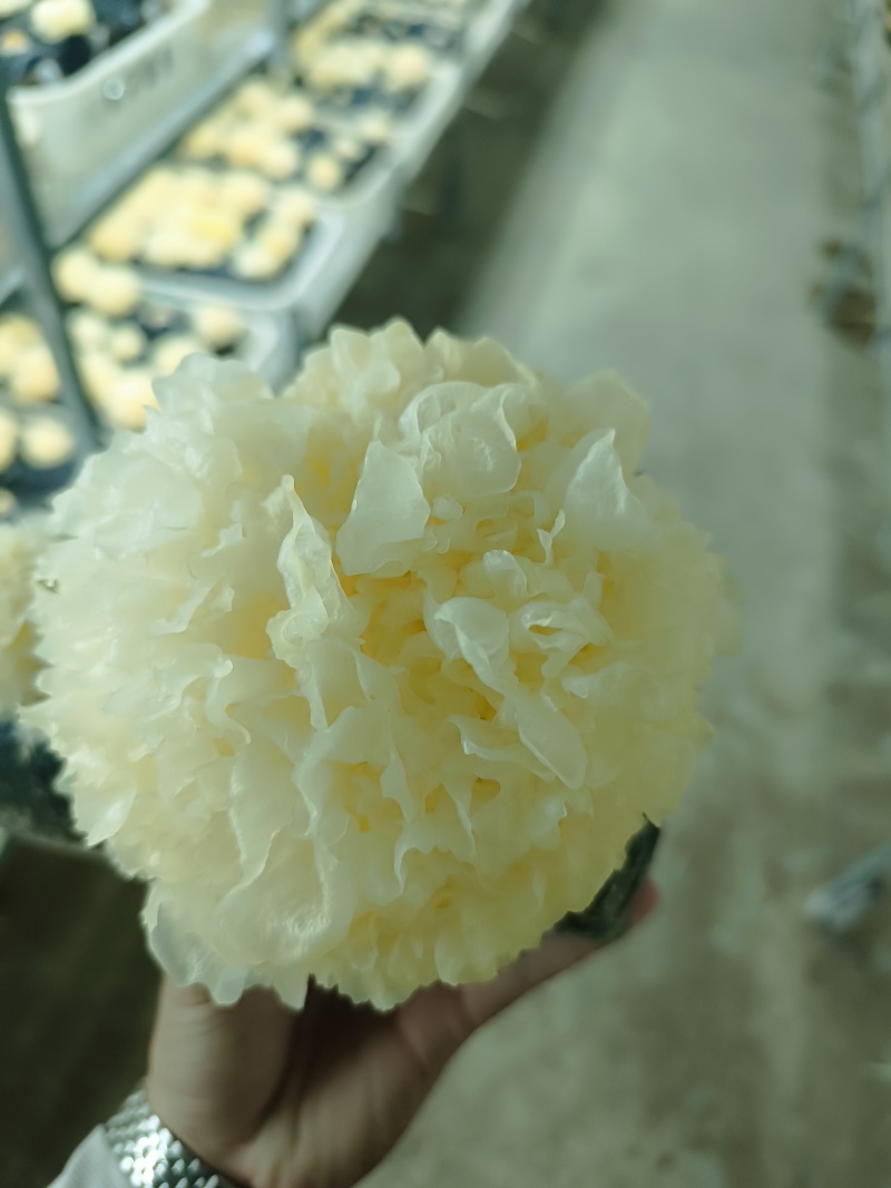 银耳干品，工厂基地智能出菇棚鲜品烘干品，大批量欢迎联系。