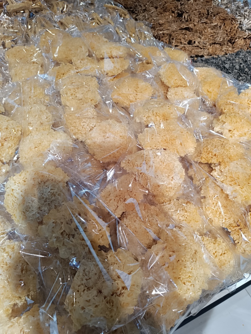 银耳干品，工厂基地智能出菇棚鲜品烘干品，大批量欢迎联系。