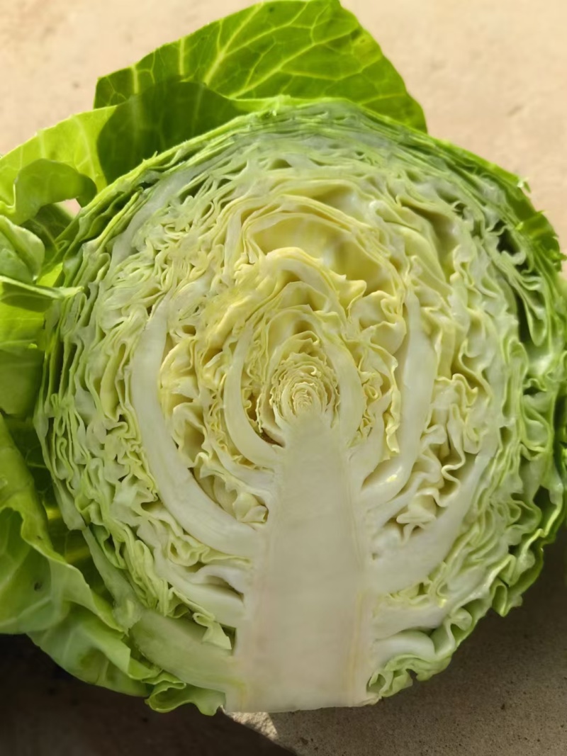 甘蓝市场货加工厂货食品厂都有