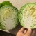 甘蓝市场货加工厂货食品厂都有