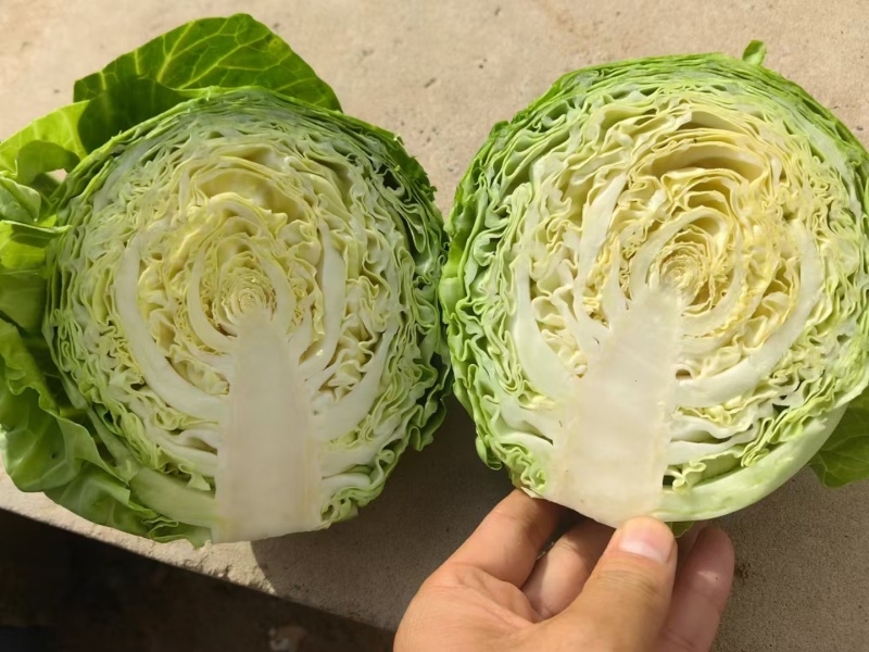 甘蓝市场货加工厂货食品厂都有