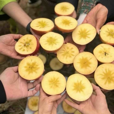 阿克苏冰糖心苹果光果糖心满满糖份足