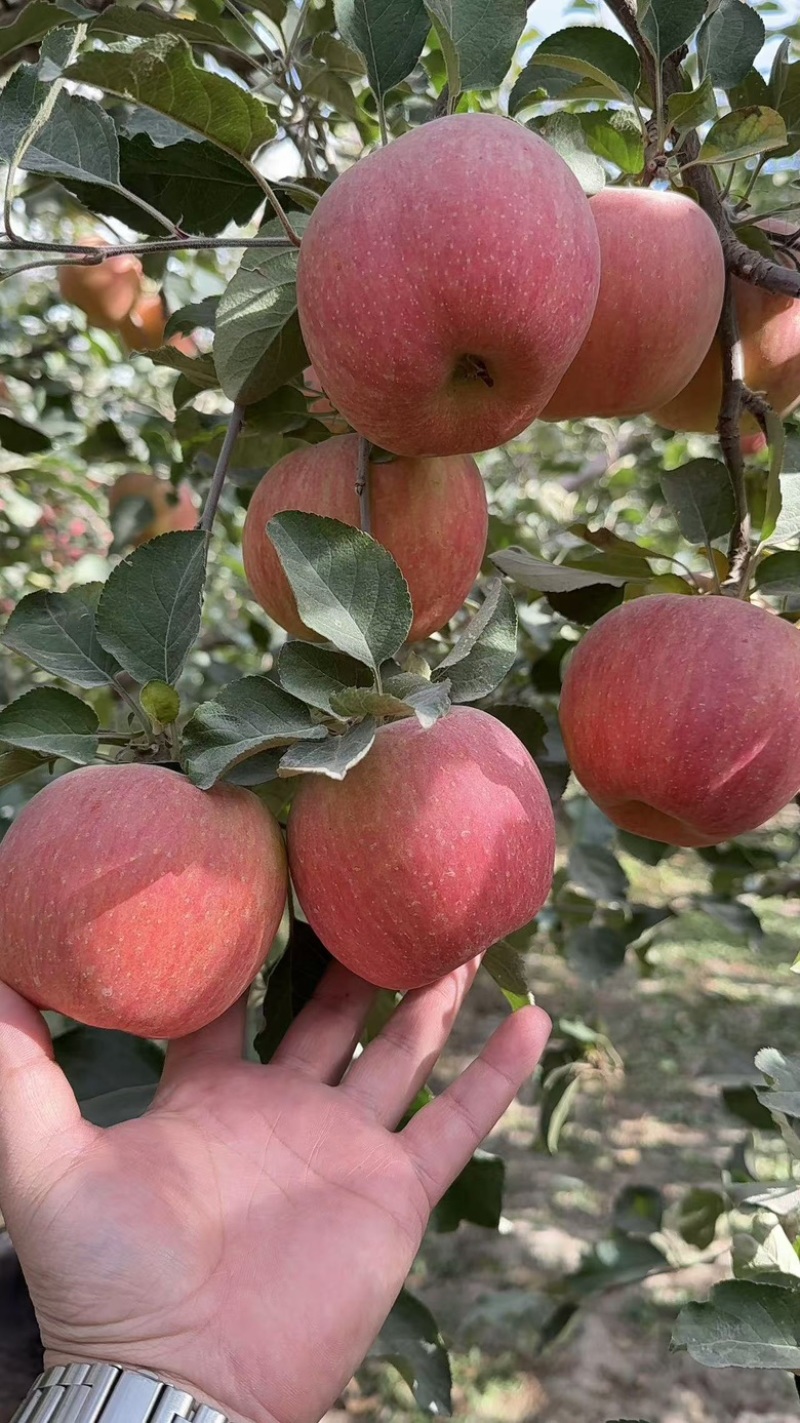 阿克苏冰糖心苹果光果糖心满满糖份足