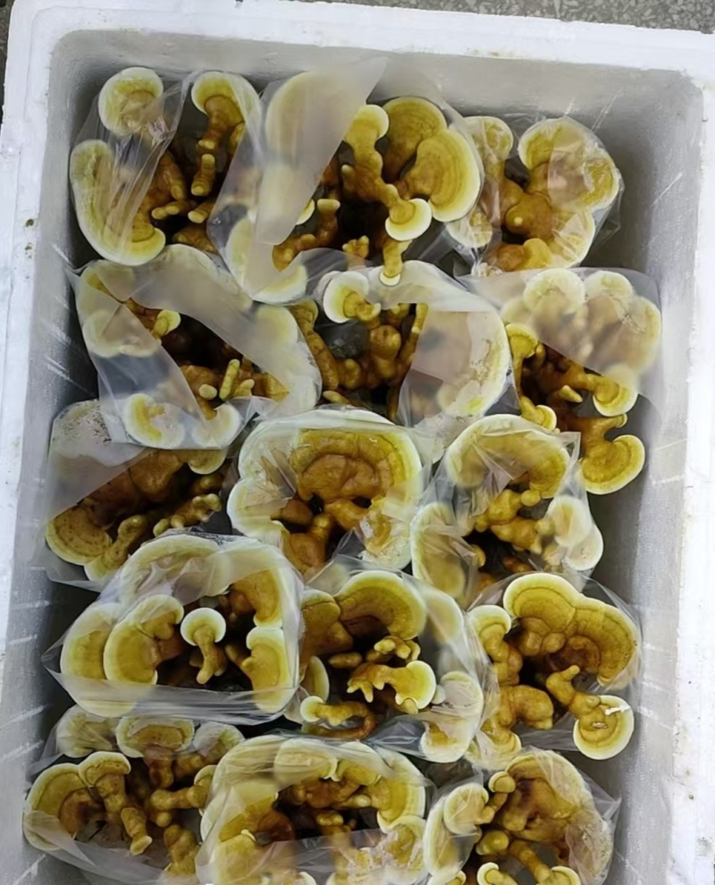 地摊热卖产品灵芝花灵芝盆景现货速发