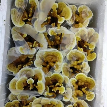 地摊热卖产品灵芝花灵芝盆景现货速发
