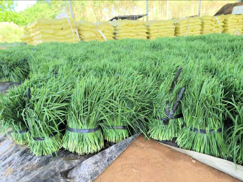 【现割现卖】韭菜量大发货全国发货质量保证欢迎来电