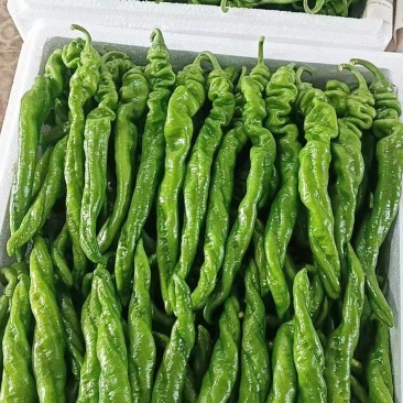 精品螺丝椒大量上市中，货源充足，价格不高有需要老板联系