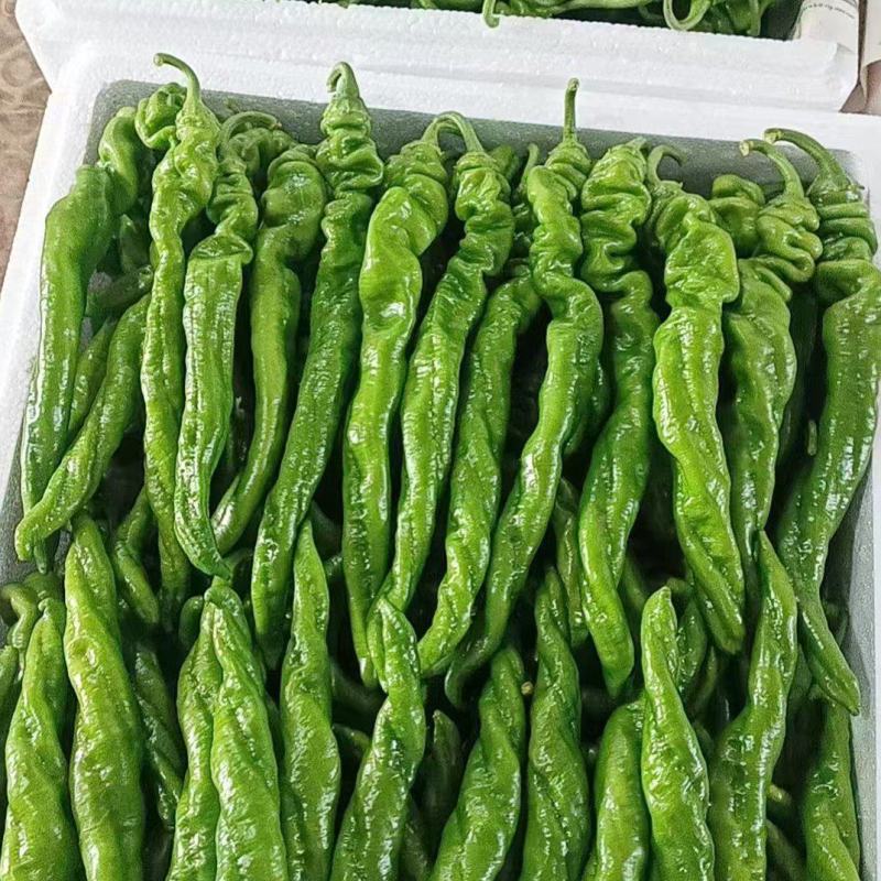精品螺丝椒大量上市中，货源充足，价格不高有需要老板联系