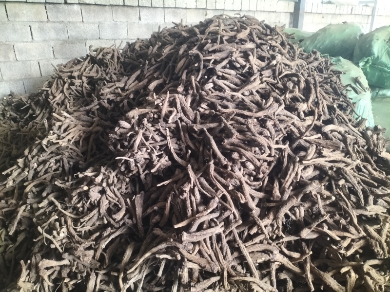 云南精品云木香新鲜中药材根茎基地直供一手货源