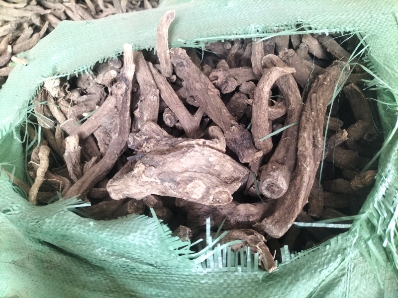 云南精品云木香新鲜中药材根茎基地直供一手货源