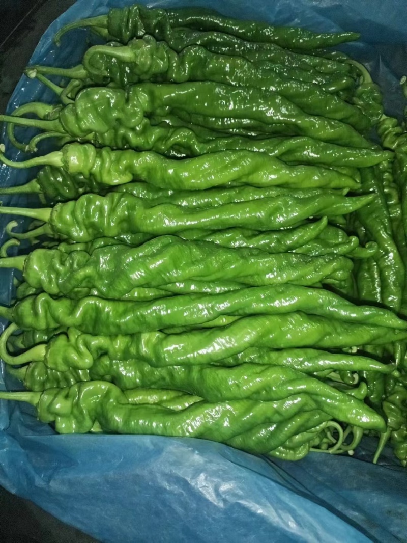 精品螺丝椒大量上市中，货源充足，价格不高有需要老板联系