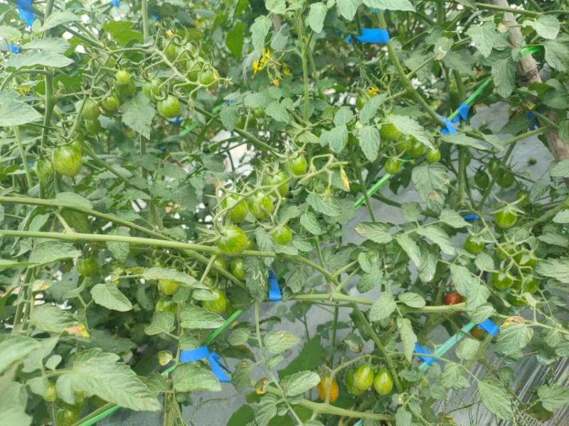圣女果千禧果百亩种植基地货源充足品质保证可视频看货
