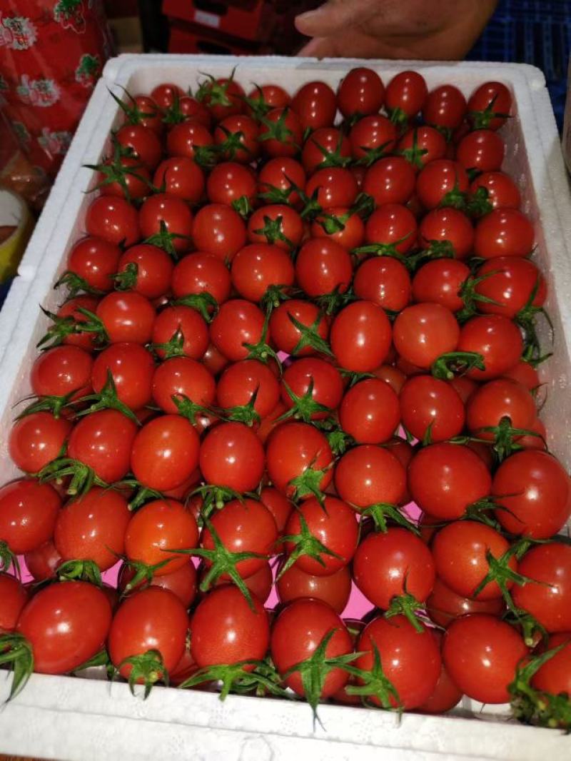 圣女果千禧果百亩种植基地货源充足品质保证可视频看货
