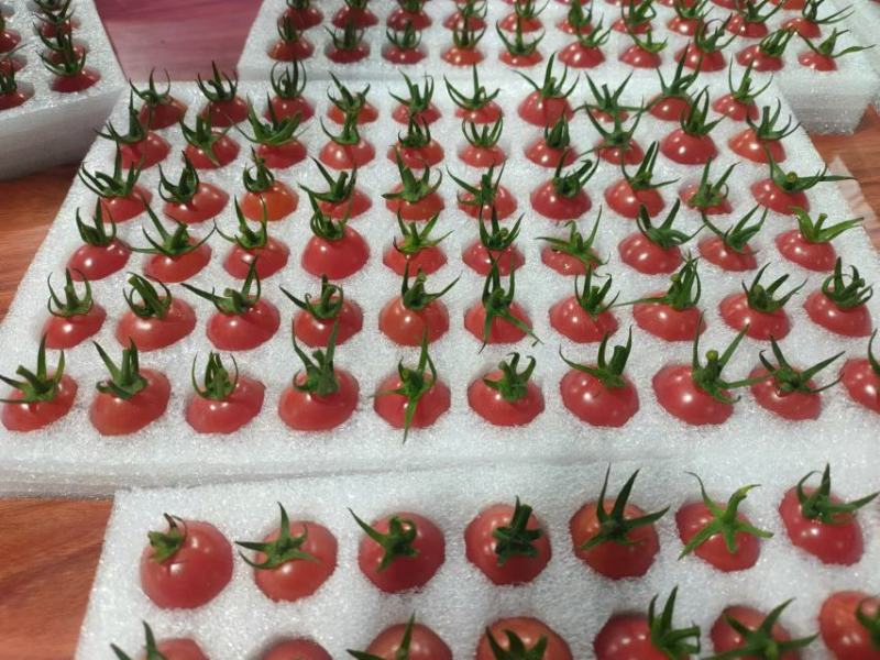 圣女果千禧果百亩种植基地货源充足品质保证可视频看货